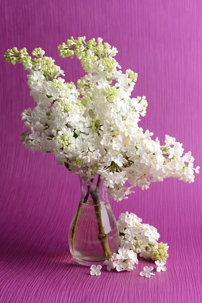 Piękne kwiaty bzu wazon na fioletowym tle — Zdjęcie stockowe