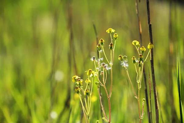 Beautiful wild flowers, outdoors — Stock Photo, Image