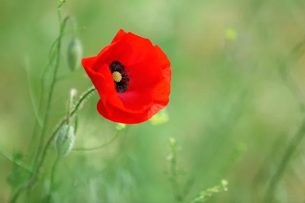 Poppy flower, outdoors — Stock Photo, Image