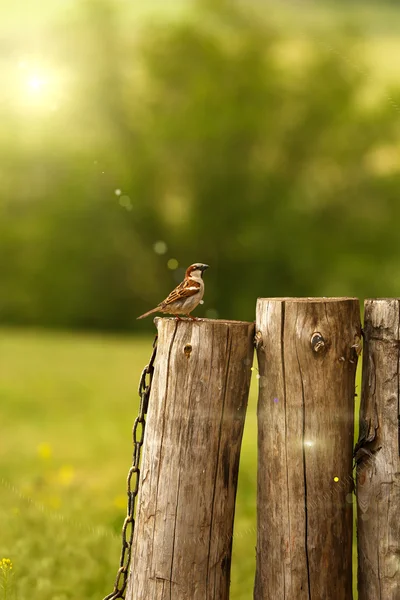 Bahçedeki eski ahşap çit