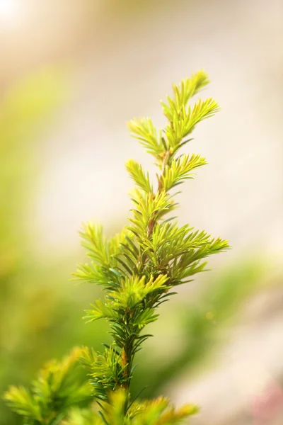 Lindas folhas de primavera na árvore, ao ar livre — Fotografia de Stock