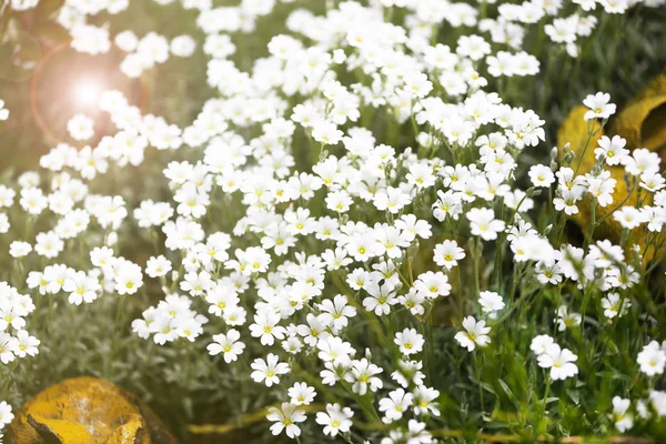 Beautiful wild flowers, outdoors — Stock Photo, Image