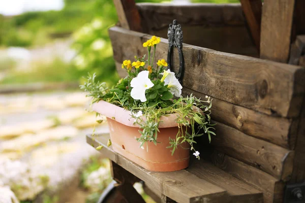 De belles fleurs, en plein air — Photo