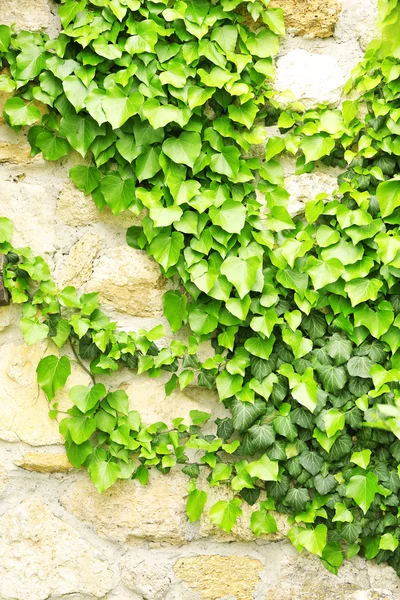 Grüner Efeu, aus nächster Nähe — Stockfoto