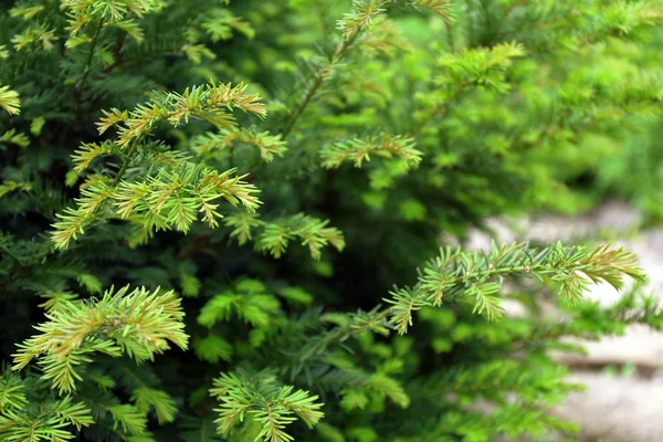 Bush in the garden — Stock Photo, Image