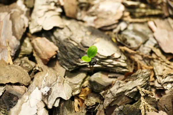 Broto no jardim — Fotografia de Stock