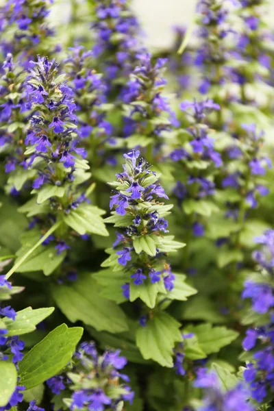 Hermosas flores silvestres, al aire libre —  Fotos de Stock