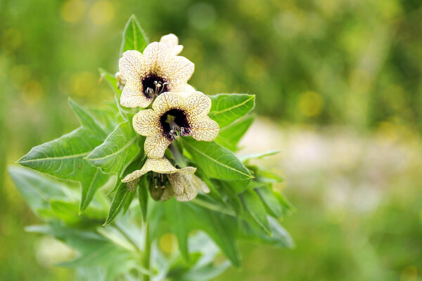 Beautiful wild flowers, outdoors