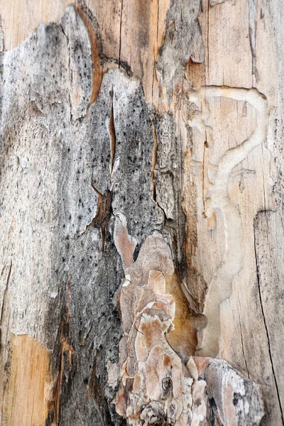 जुन्या लाकडी पोत — स्टॉक फोटो, इमेज