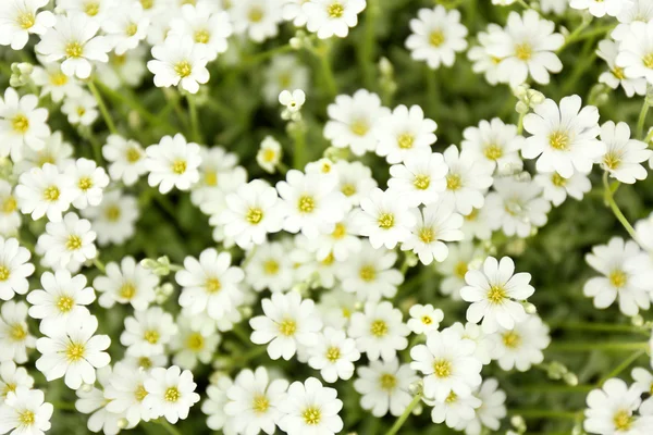 Lindas flores de primavera no jardim — Fotografia de Stock