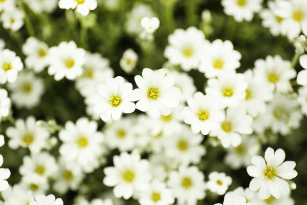 Hermosas flores de primavera en el jardín — Foto de Stock