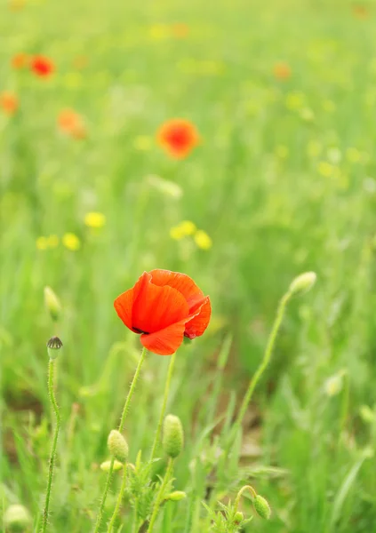 Haşhaş çiçeği, açık havada — Stok fotoğraf
