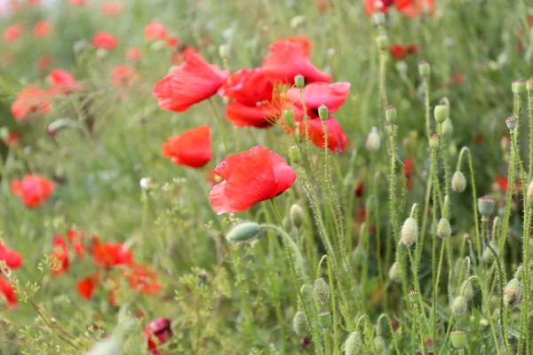 Vallmo blommor, utomhus — Stockfoto