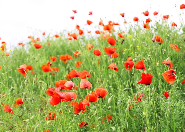 Fleurs de pavot, à l'extérieur — Photo