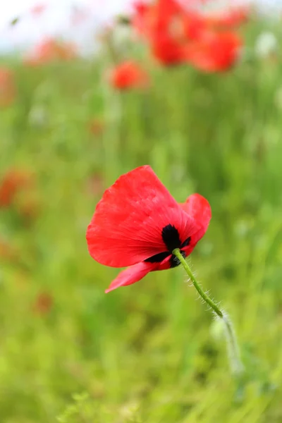 Vallmo blommor, utomhus — Stockfoto