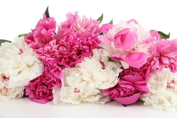 Beyaz izole güzel pembe peonies — Stok fotoğraf