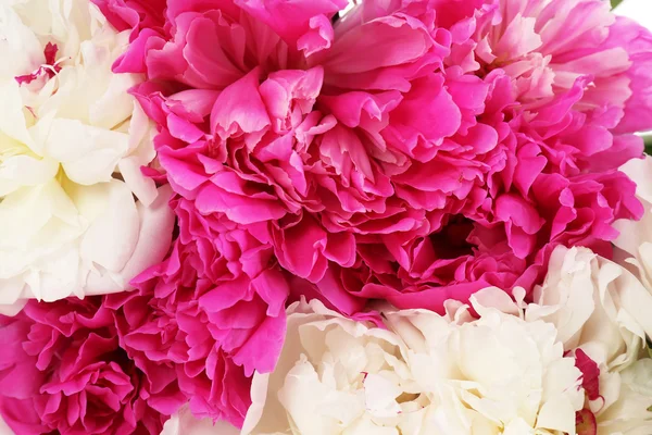 Mooie roze pioenrozen, close-up — Stockfoto