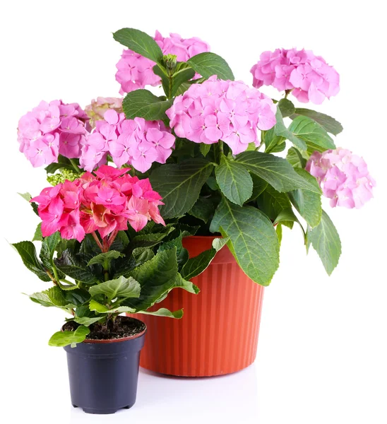 Hydrangée dans des pots de fleurs isolés sur blanc — Photo