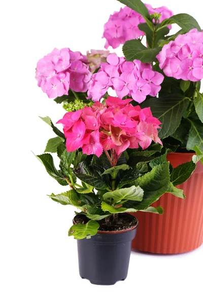 Hydrangea in flowerpots isolated on white — Stock Photo, Image