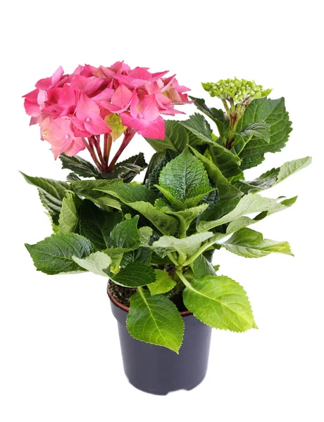 Hortensia in bloempot geïsoleerd op wit — Stockfoto