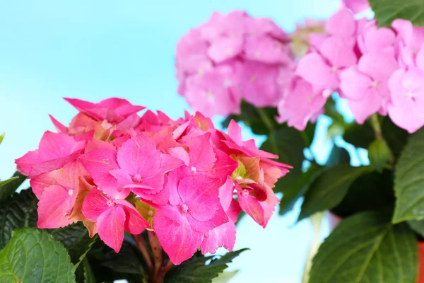Bouquet av hydrangea nær naturlig bakgrunn – stockfoto
