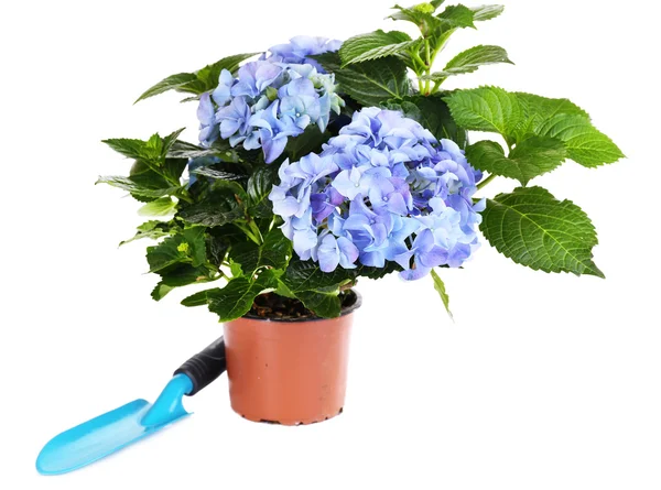 Hortensie im Blumentopf mit Gartenwerkzeug isoliert auf weiß — Stockfoto