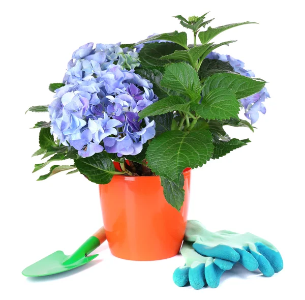 Hortensia en maceta con herramientas de jardín aisladas en blanco —  Fotos de Stock