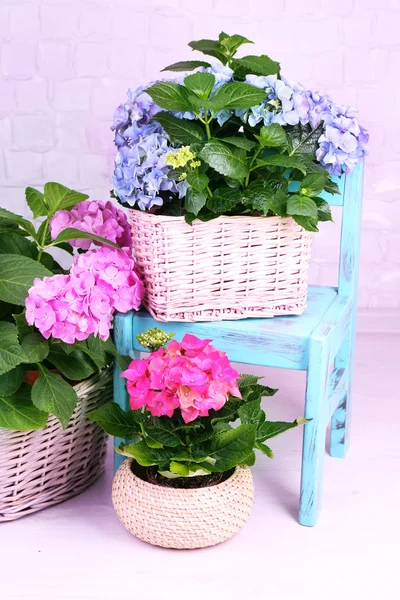Hydrangea in baskets in room on grey background — Stock Photo, Image
