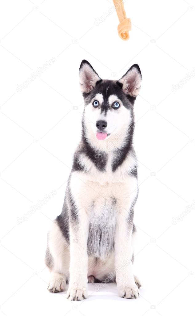 Are There Short Haired Huskies