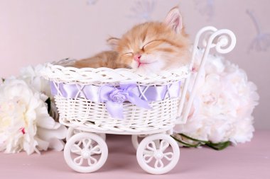 parlak zemin üzerine dekoratif sepet içinde uyuyan sevimli küçük kırmızı kedi yavrusu