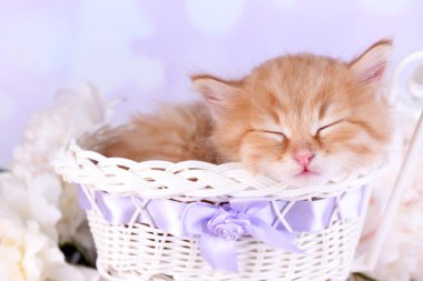 parlak zemin üzerine dekoratif sepet içinde uyuyan sevimli küçük kırmızı kedi yavrusu