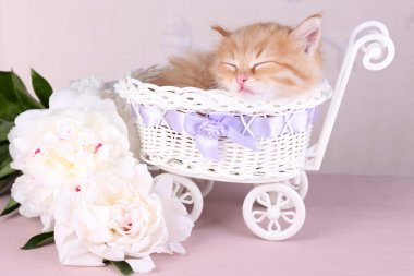 parlak zemin üzerine dekoratif sepet içinde uyuyan sevimli küçük kırmızı kedi yavrusu