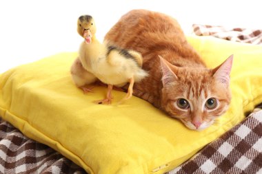 Kırmızı kedi sarı yastık üzerinde sevimli ördek yavrusu ile yakın çekim