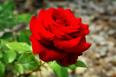 güzel gül bahçesinde