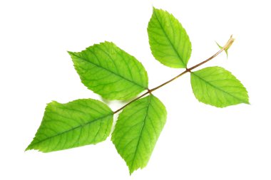 yeşil yapraklar beyaz üzerinde izole