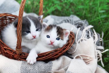 милий крихітних кошенят в кошику на зеленій траві в парку