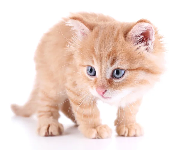 Mignon petit chaton rouge isolé sur blanc — Photo