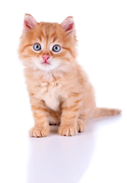Mignon petit chaton rouge isolé sur blanc — Photo