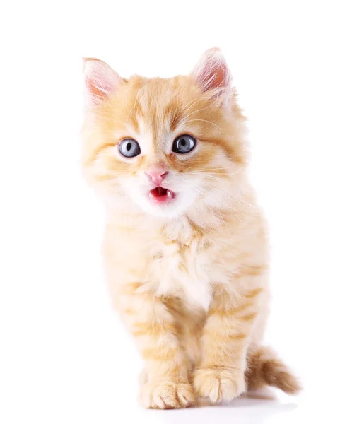 Lindo gatito rojo aislado en blanco —  Fotos de Stock