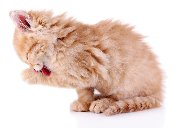 かわいい赤い子猫は白い上に隔離された — ストック写真