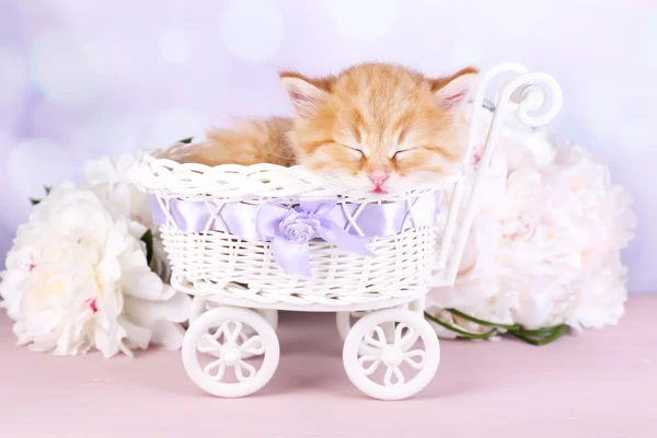 Милая маленькая красная кошечка спит в декоративной корзине, на ярком фоне — стоковое фото