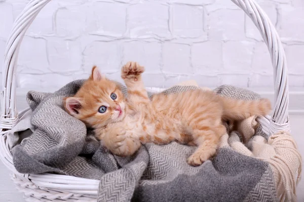 Симпатичный маленький рыжий котенок, отдыхающий в корзине, на светлом фоне — стоковое фото