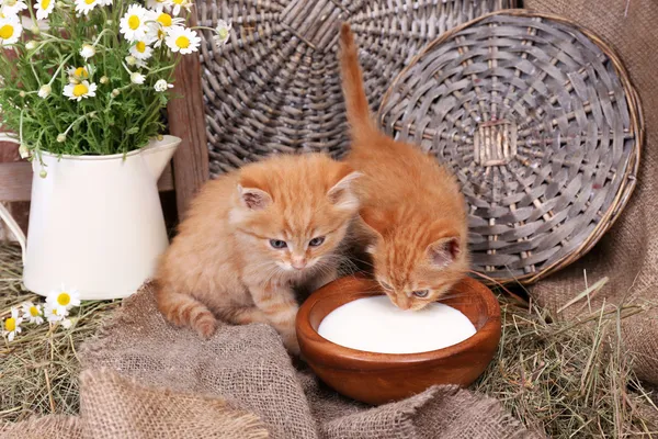 Милые маленькие красные котята пьют молоко на фоне стены коровника — стоковое фото