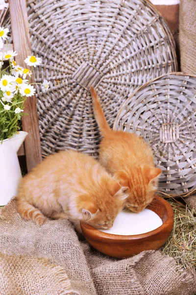 Söta lilla röda kattungar mjölk på ladan vägg bakgrund — Stockfoto