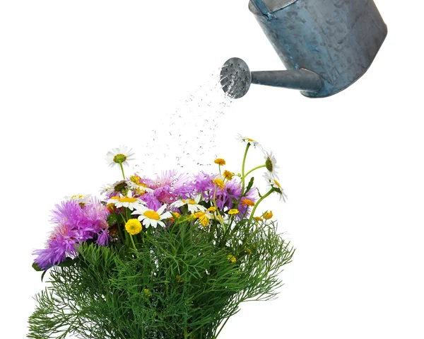 Вода може поливати квіти ізольовані на білому — стокове фото