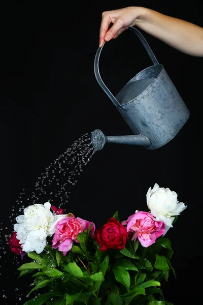Eau peut arroser des fleurs sur fond noir — Photo