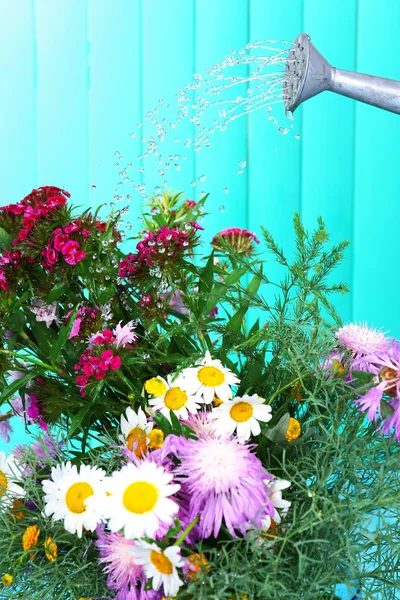 Water kan drenken bloemen op houten achtergrond — Stockfoto