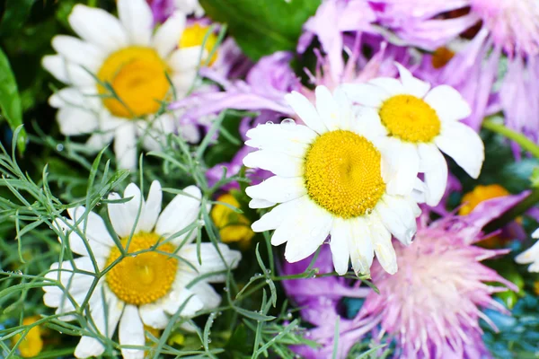 Vackra vilda blommor närbild — Stockfoto