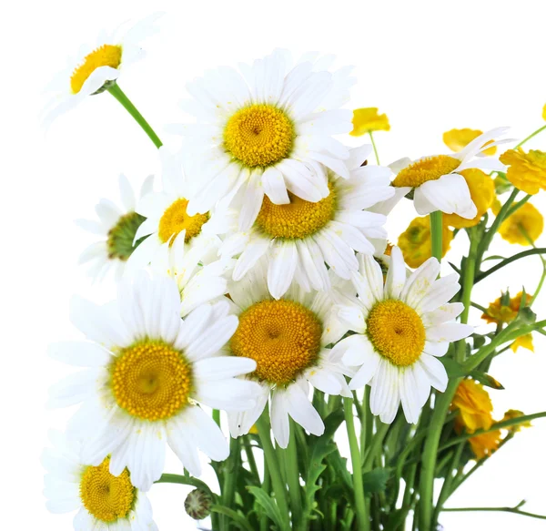 Hermosas manzanillas aisladas en blanco — Foto de Stock