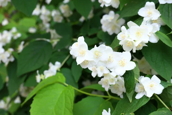 Flores de Jazmín en Jardín —  Fotos de Stock